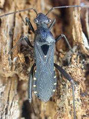 Alydus conspersus