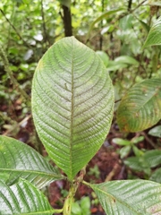 Palicourea pilosa