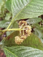 Palicourea pilosa