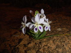 Lapeirousia pyramidalis pyramidalis