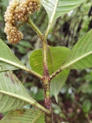 Palicourea pilosa