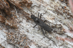 Alydus conspersus