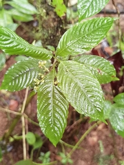 Palicourea cyanococca