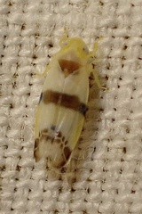 Empoa gillettei