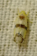 Empoa gillettei