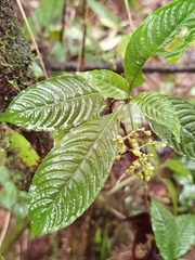 Palicourea cyanococca