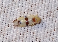 Empoa gillettei