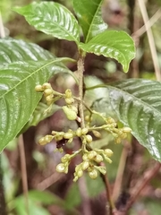 Palicourea cyanococca