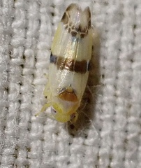 Empoa gillettei
