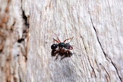 Rhytidoponera aspera