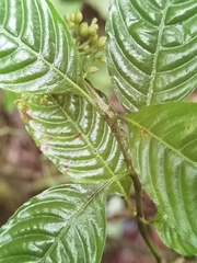Palicourea cyanococca