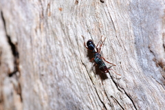 Rhytidoponera aspera