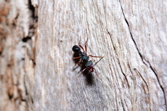 Rhytidoponera aspera