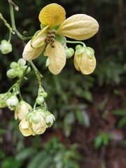 Senna papillosa
