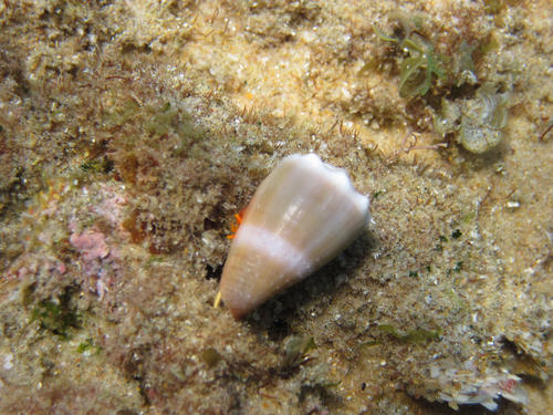 Conus lividus