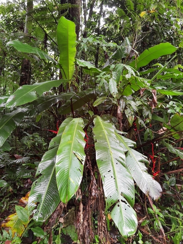 Heliconia trichocarpa, photograph 3