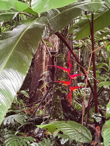 Heliconia trichocarpa, photograph 4