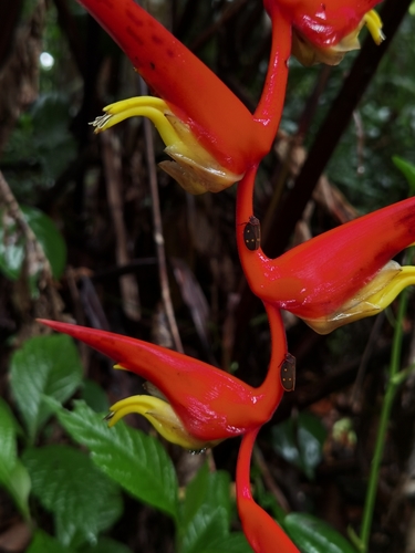 Heliconia trichocarpa, photograph 5