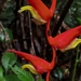 Heliconia trichocarpa - Photo (c) Eduardo Chacón-Madrigal, some rights reserved (CC BY), uploaded by Eduardo Chacón-Madrigal