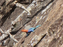 Agama dodomae