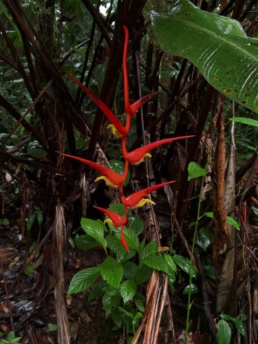 Heliconia trichocarpa, photograph 6