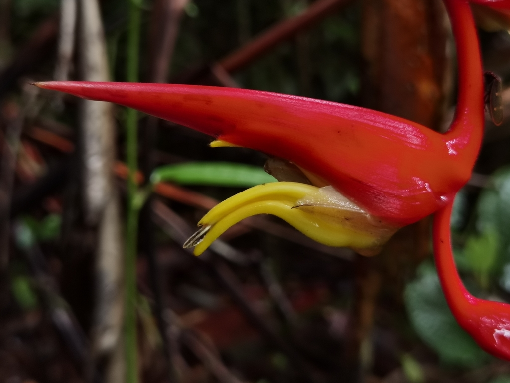 Heliconia trichocarpa; photograph (c) Eduardo Chacón Madrigal, some rights reserved (CC BY)