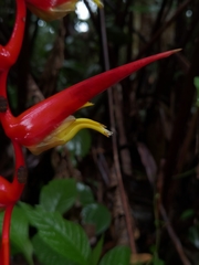 Heliconia trichocarpa