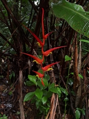 Heliconia trichocarpa