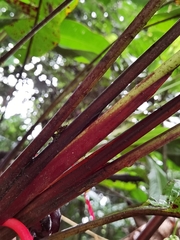 Heliconia trichocarpa