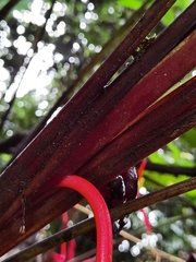 Heliconia trichocarpa