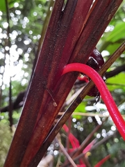 Heliconia trichocarpa