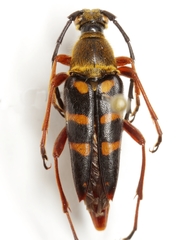 Typocerus acuticauda