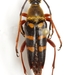Typocerus acuticauda standishi - Photo (c) Mike Quinn, Austin, TX, some rights reserved (CC BY-NC), uploaded by Mike Quinn, Austin, TX