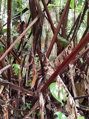 Heliconia trichocarpa