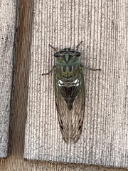 Neotibicen latifasciatus