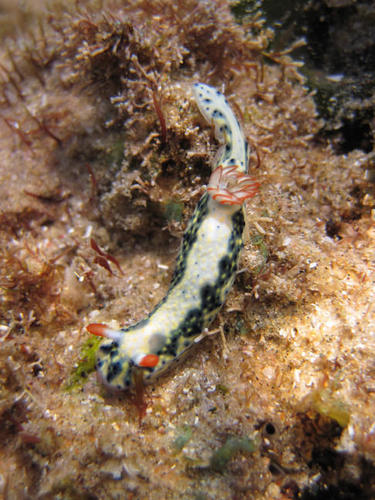 Hypselodoris infucata