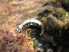 Hypselodoris infucata