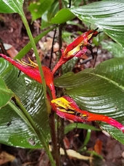 Heliconia irrasa