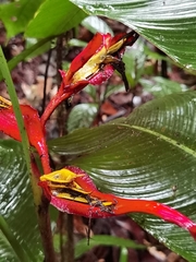 Heliconia irrasa