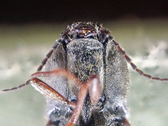 Prosternon bombycinum