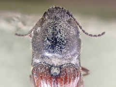 Prosternon bombycinum