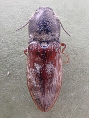 Prosternon bombycinum