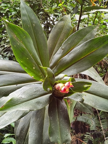 Costus laevis (Costus laevis)