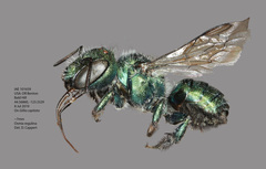 Osmia regulina