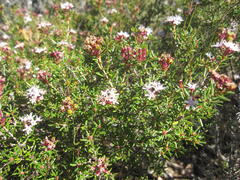 Agathosma foetidissima