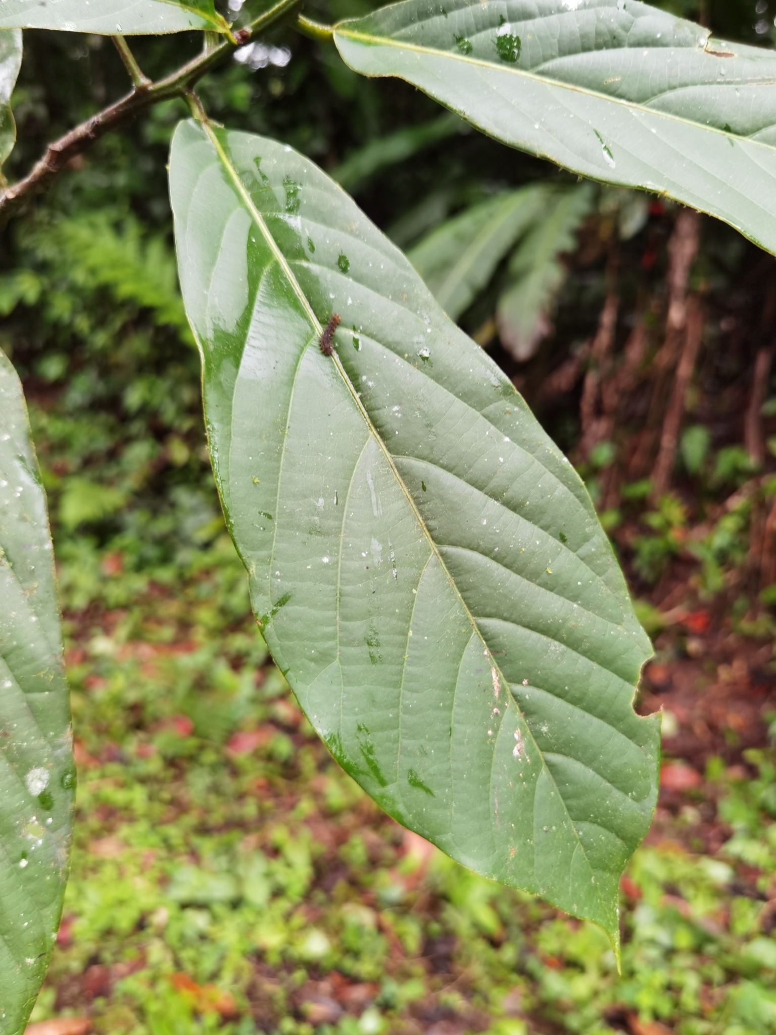 Imagem de Canela-sassafrás