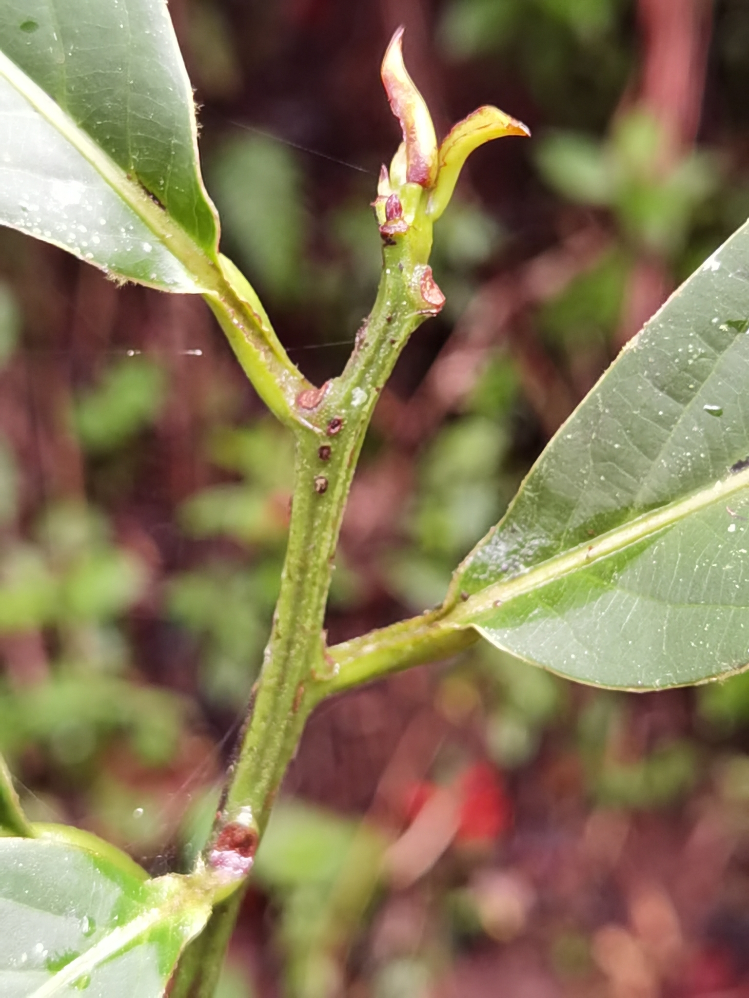 Imagem de Canela-sassafrás