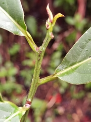 Ocotea atirrensis