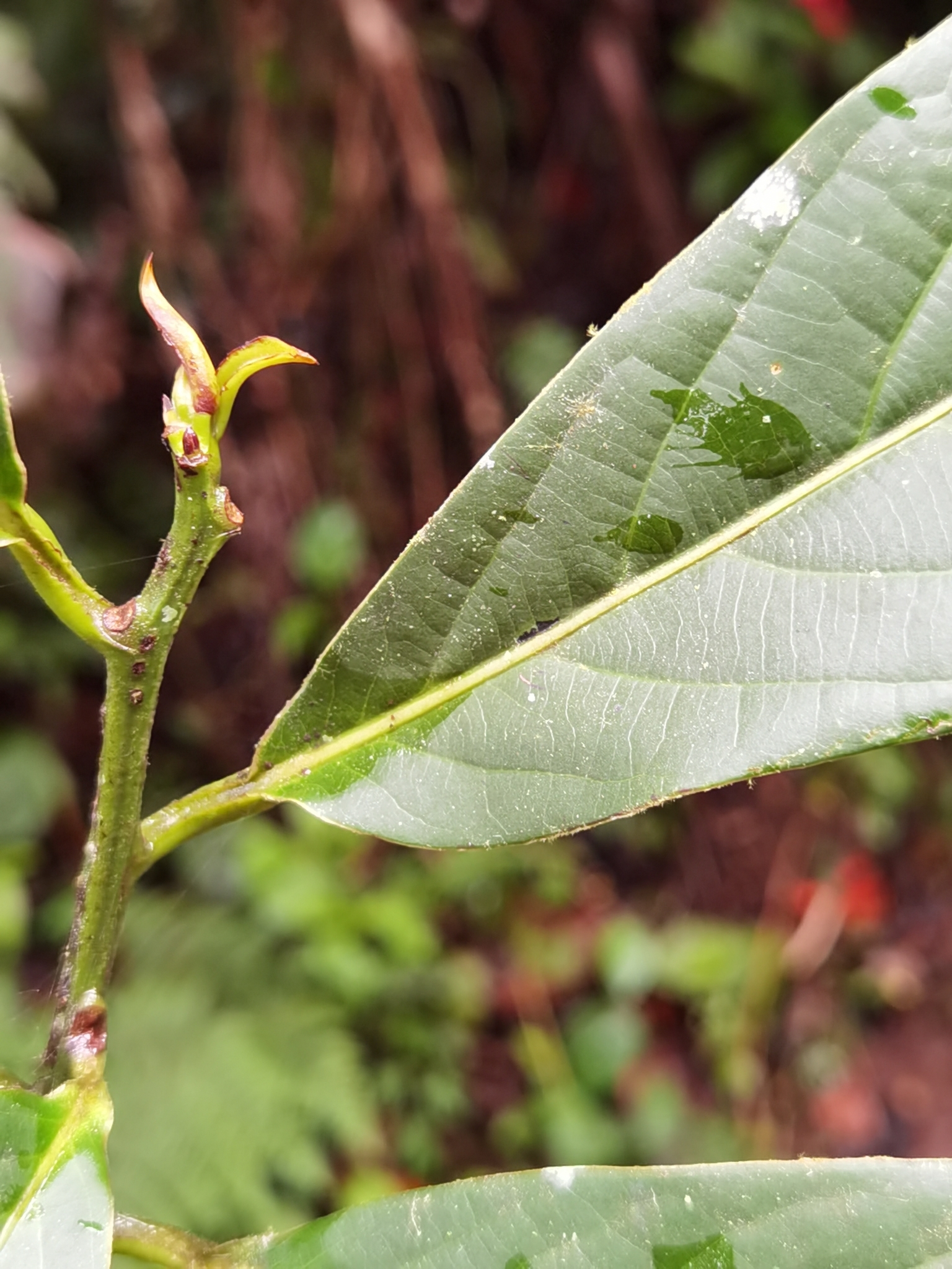 Imagem de Canela-sassafrás