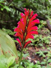 Stenostephanus